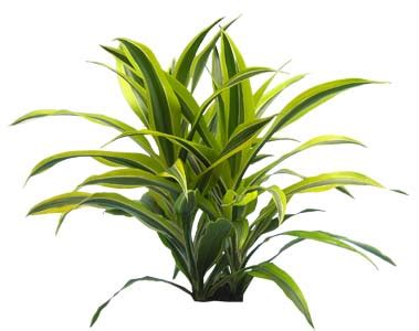 Indoor Plant Gallery – Office Plants & Plants for Building ...