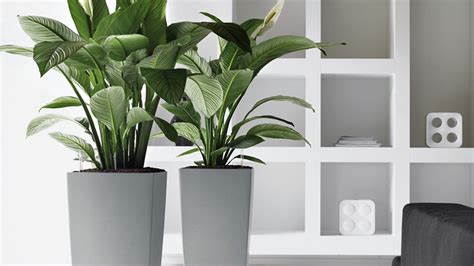 Indoor Plant Hire   Office Plants & Indoor Plants Online ...