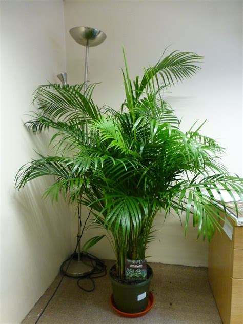 Indoor Plants   1.6m 5ft Real Areca Palm Chrysalidocarpus ...