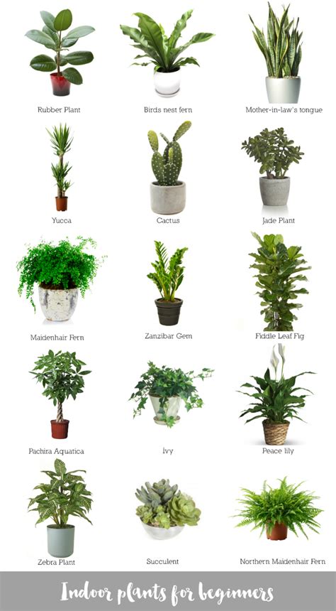 Indoor plants for beginners