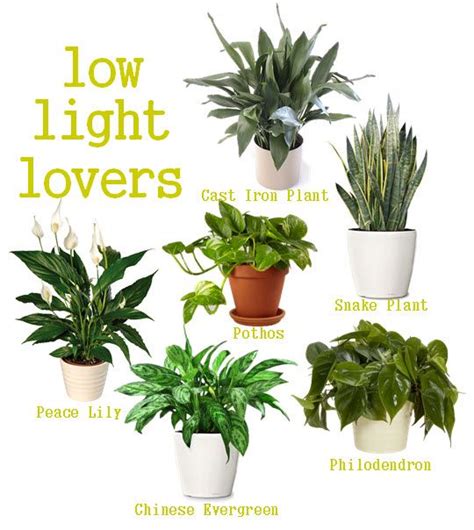 indoor plants | For the Home | Pinterest | Low Lights ...