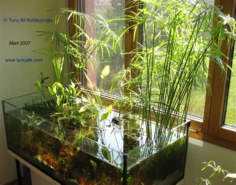 Indoor plants for water purification and nitrate reduction ...