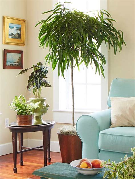 Indoor Trees that Spruce Up Any Space