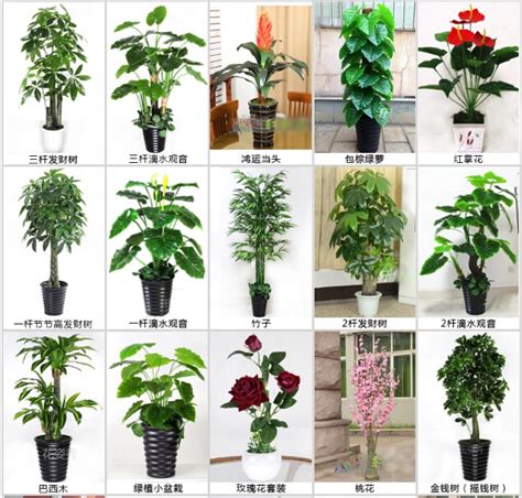 indoor types of evergreen ornamental plants artificial ...