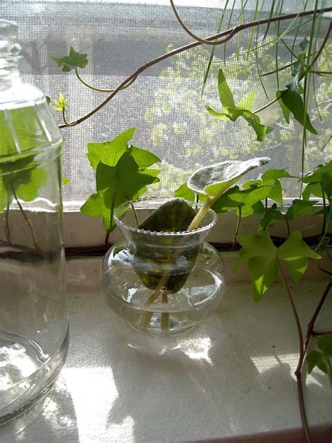 Indoor Water Garden   Growing Plants In Water Year Round