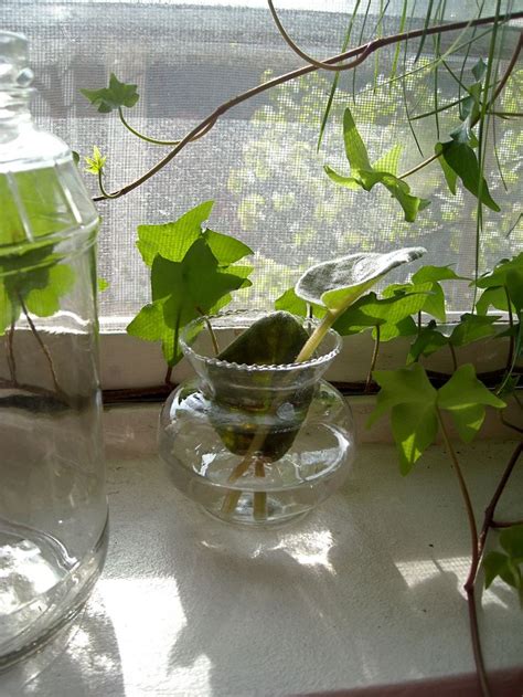 Indoor Water Garden – Growing Plants In Water Year Round ...