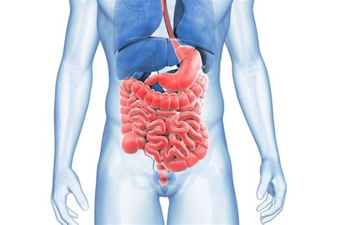 Inflamação do Intestino   Sintomas e Tratamento   Tua Saúde