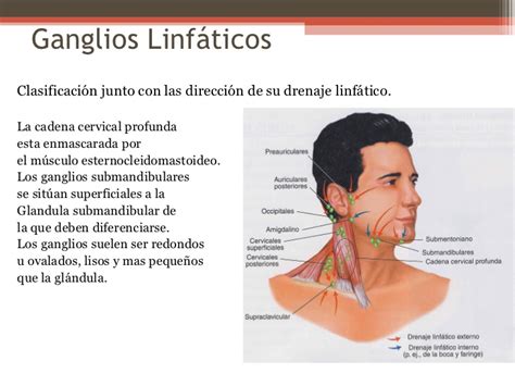Inflamación de los ganglios linfáticos   Síntomas, causas ...