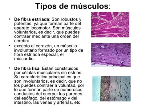 Info musculos