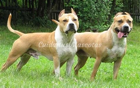 Info & Novedades | CCO Peluquería Canina Rosario   Part 3