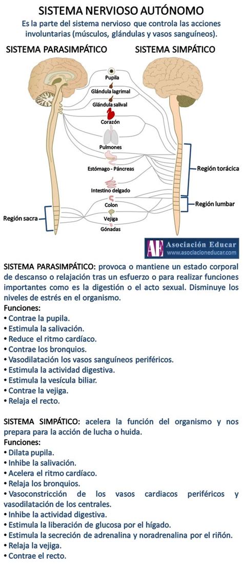 Infografía Neurociencias: Sistema nervioso autónomo ...