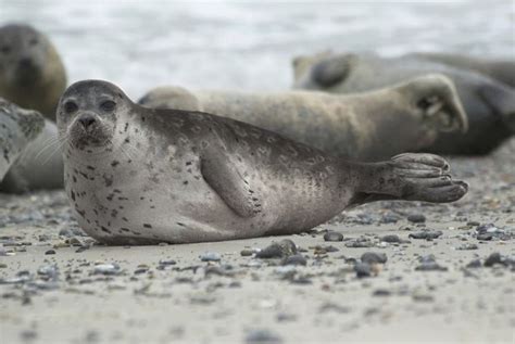 Información básica sobre las focas | AnimalesHoy