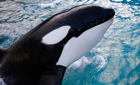 Información básica sobre las orcas