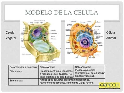 Informacion de celula vegetal y celula animal   Imagui