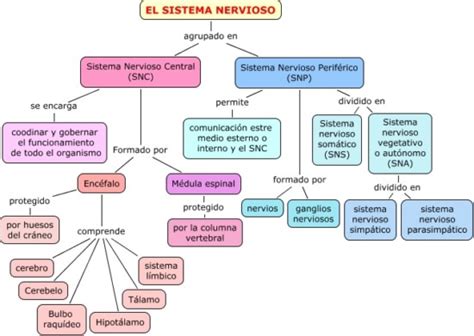 Información de diferencia entre Sistema Nervioso Central y ...