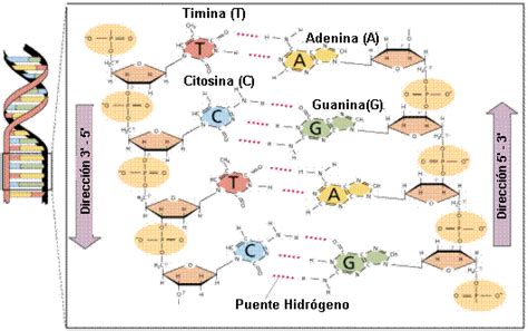 Información genética y proteínas: Estructura del ADN