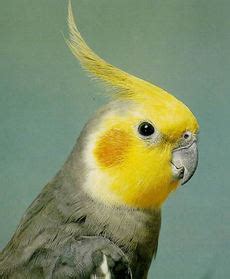 información sobre aves   Cacatuas