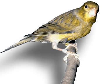 información sobre aves   Razas de Canarios