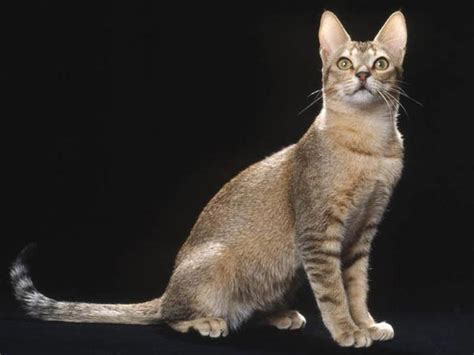 Información sobre el gato Ceilán | Informacion sobre animales