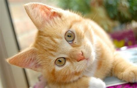 Información sobre el gato | Informacion sobre animales