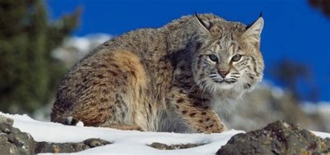 Información sobre el gato montes | Informacion sobre animales