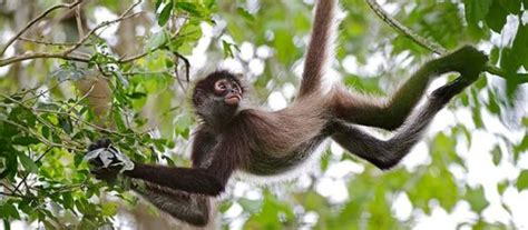 Información sobre el Mono Araña | Informacion sobre animales