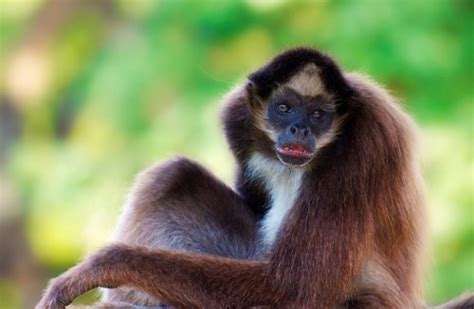 Información sobre el mono araña | Informacion sobre animales