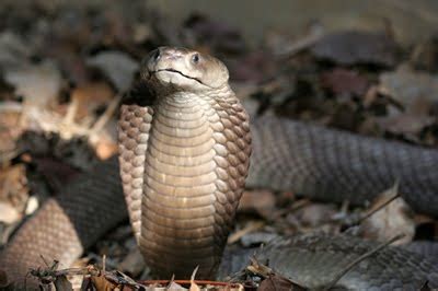 Informacion sobre la Cobra Real | Informacion sobre animales