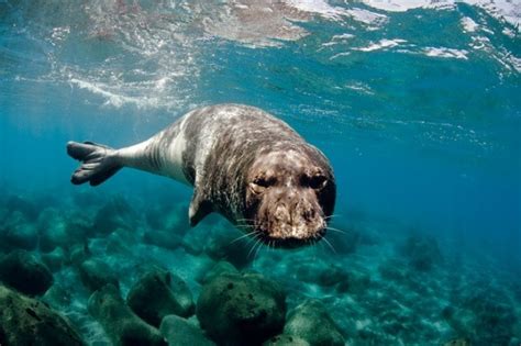 Información sobre la foca monje del mediterráneo ...