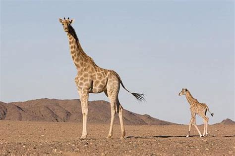 Información sobre la jirafa | Informacion sobre animales