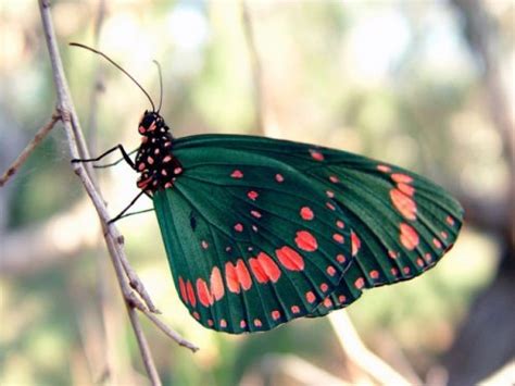 Información sobre la mariposa | Informacion sobre animales