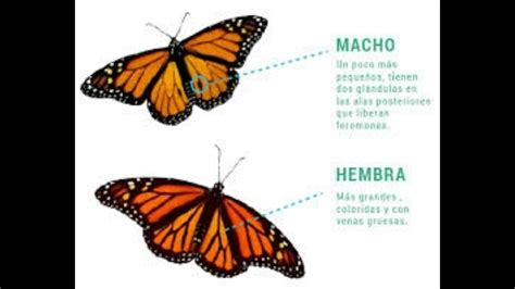 Informacion sobre la Mariposa Monarca   YouTube