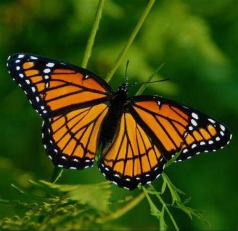 Información sobre la mariposa | Toda la informacion sobre ...