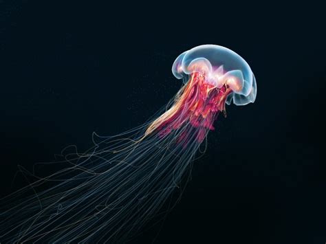 Información sobre la medusa | Informacion sobre animales