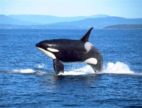 Información sobre la orca | Informacion sobre animales