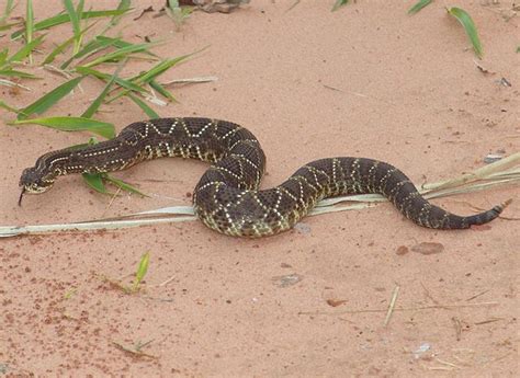 Información sobre la serpiente de cascabel | Informacion ...