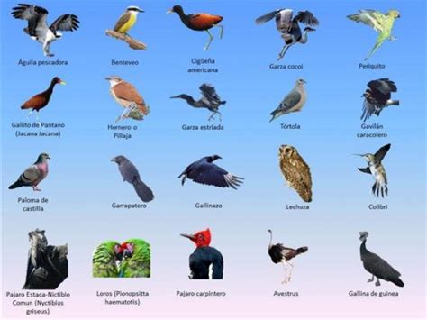 Información sobre las aves | Informacion sobre animales