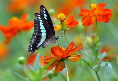 Información Sobre Las Mariposas | Animales Hoy