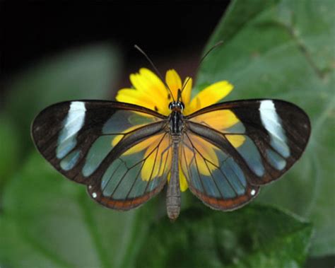 Información Sobre las Mariposas | Informacion sobre animales