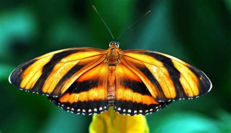 Información sobre las mariposas | Informacion sobre animales