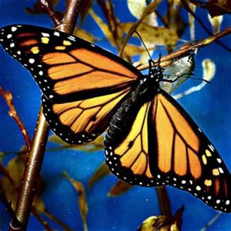 Información Sobre las Mariposas | Informacion sobre animales