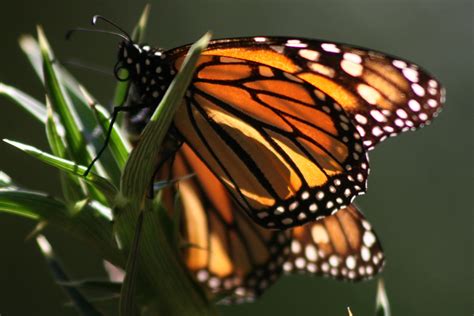 ¿Información sobre  Las mariposas ? | Yahoo Respuestas