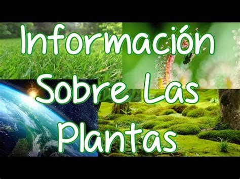 Información Sobre Las Plantas  Sus Partes Y Sus ...