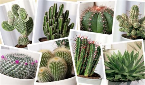 Información sobre los Cactus, sus características y ...