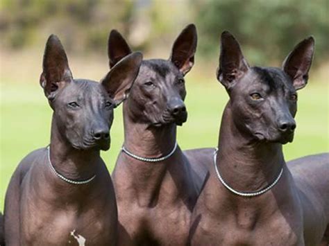 Información sobre los perros raza Xoloitzcuintle o Pelón ...