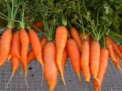 Información y propiedades de la zanahoria   comida sana