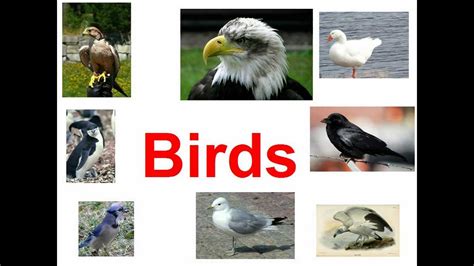 Inglés para los niños. Las aves.   YouTube