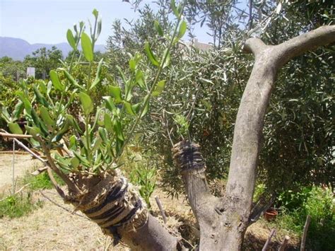 Injertos de olivos | Arboles frutales