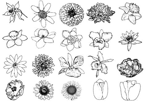 Ink Drawing Flower Brushes | Free Photoshop Brushes at ...