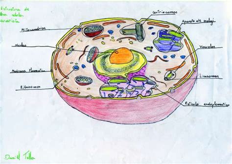 inoversum: celula procariota y eucariota